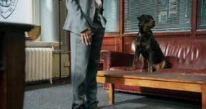 Show Dogs 2018 Full Movie Free Download HD 720p